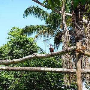 Wild ringed kingfisher