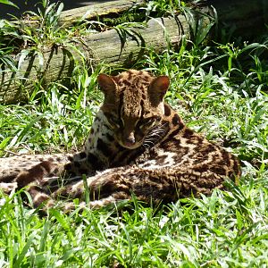 Ocelot