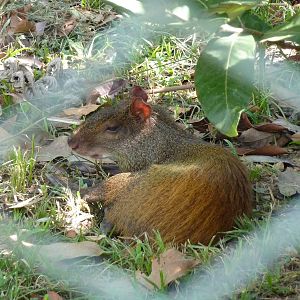 Golden-rumped agouti