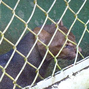 Jaguarundi