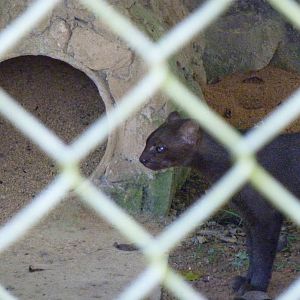 Jaguarundi