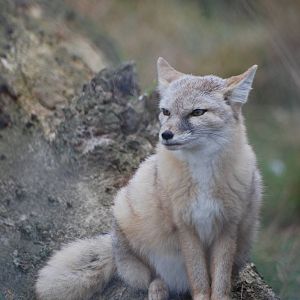 Corsac Fox at Hamerton, 08/10/11