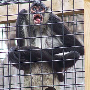 Scooter The Spider Monkey