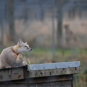 Corsac Fox at Hamerton, 08/10/11