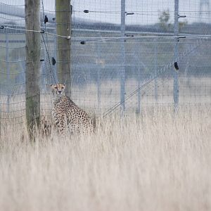 Cheetah at Hamerton, 08/10/11