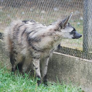 Aardwolf at Hamerton, 08/10/11