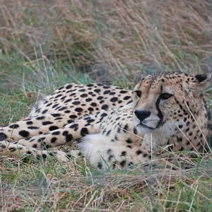 South African Cheetah at Hamerton, 08/10/11
