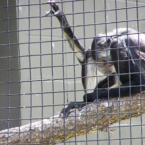 Scooter The Spider Monkey