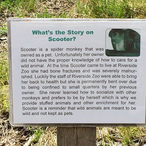 Scooter The Spider Monkey