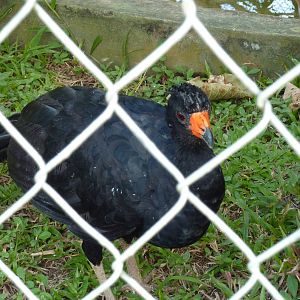 Alagoas curassow