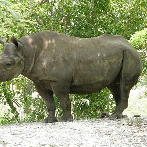 black rhino