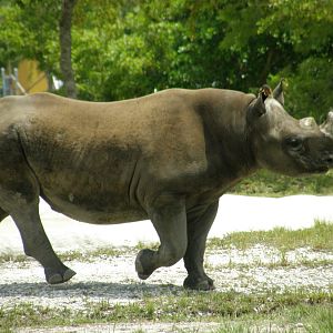 black rhino
