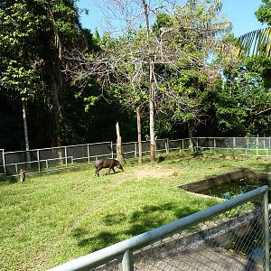 Tapir enclosure