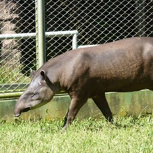 Brazilian tapir
