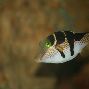Blacksaddle filefish, 28/11/11