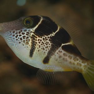 Valentinni's sharpnose puffer, 28/11/11