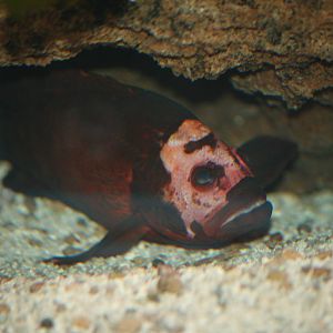 Unidentified species, 28/11/11