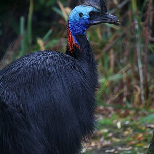 Southern cassowary, 28/11/11