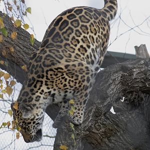 Jaguar, 28/11/11