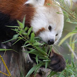 Red panda, 28/11/11