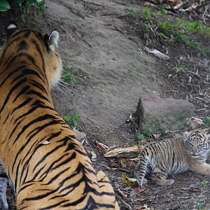 Sumatran tiger and cub, 28/11/11