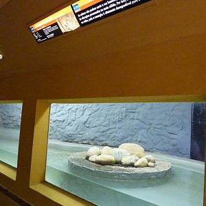 Florida softshell turtle enclosure