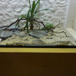 Neotropical rattlesnake