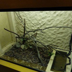 Yellow-bellied puffing snake vivarium