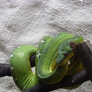Emerald tree boa