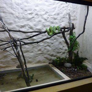 Emerald tree boa vivarium