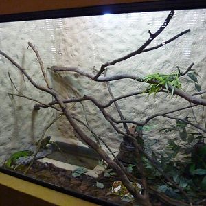 Mixed iguana-tarantula vivarium