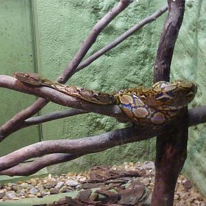 Reticulated python