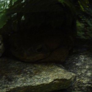 Yellow Cururu toad