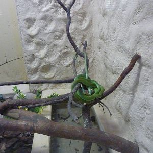 Green tree snake