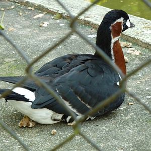 Red-breasted goose
