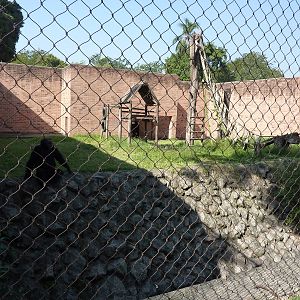 Chimpanzee enclosure