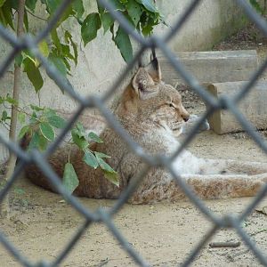 Eurasian lynx