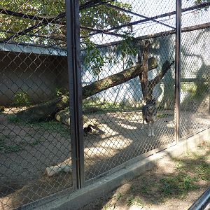Wolf enclosure