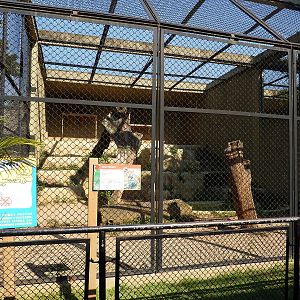 Jaguar enclosure