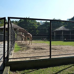 Giraffe, ostrich & water buffalo enclosure