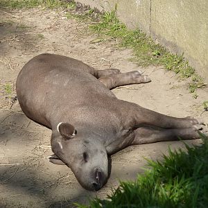 Brazilian tapir