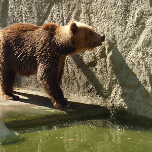 Brown bear