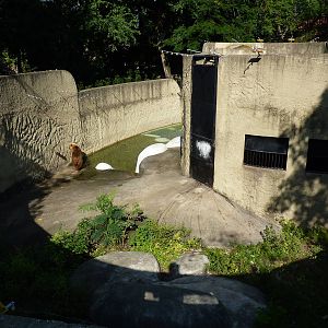 Brown bear enclosure