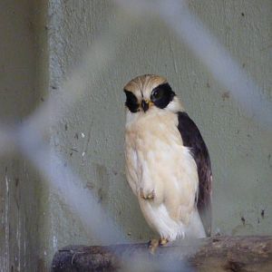 Laughing falcon