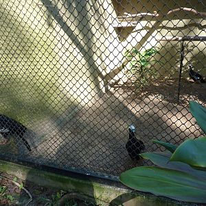 Black-fronted piping guans