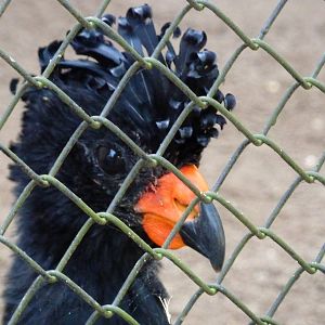 Red-billed curassow