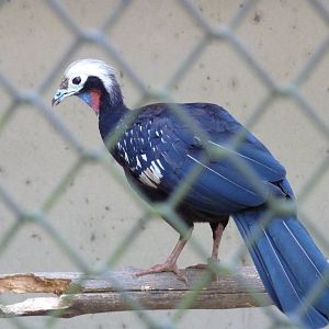 Red-throated piping guan