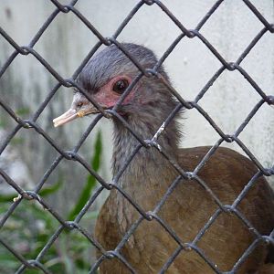 Chaco chachalaca