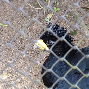 Great curassow
