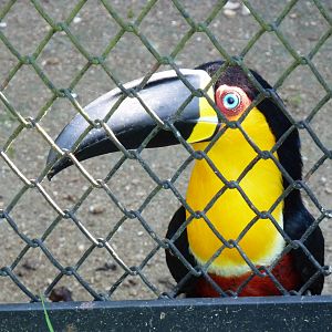 Channel-billed toucan (subspecies: ariel)